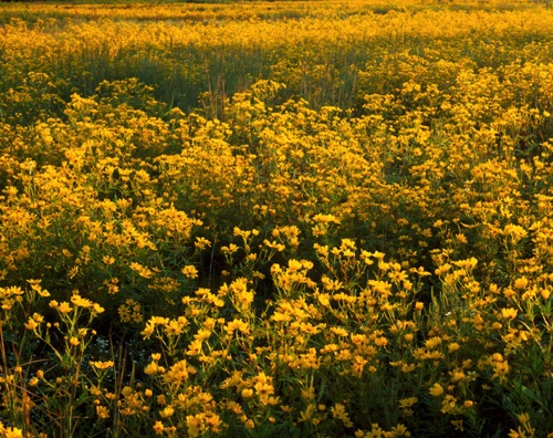 Wildflowers 1 Montgomery Township, Somerset County, NJ (MF).jpg